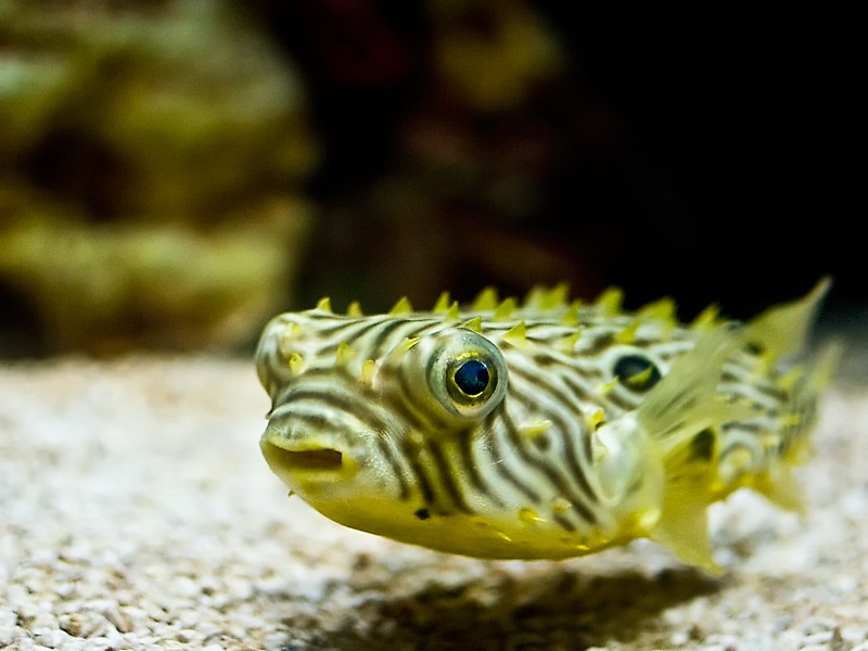 View of Common Diseases in Aquarium Fish: Causes and Prevention