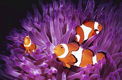 Aquarium Maintenance Las Vegas | Reef Solutions